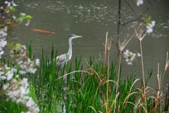 鷺と桜と赤い鯉