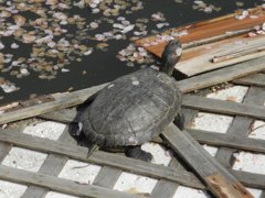 亀と桜
