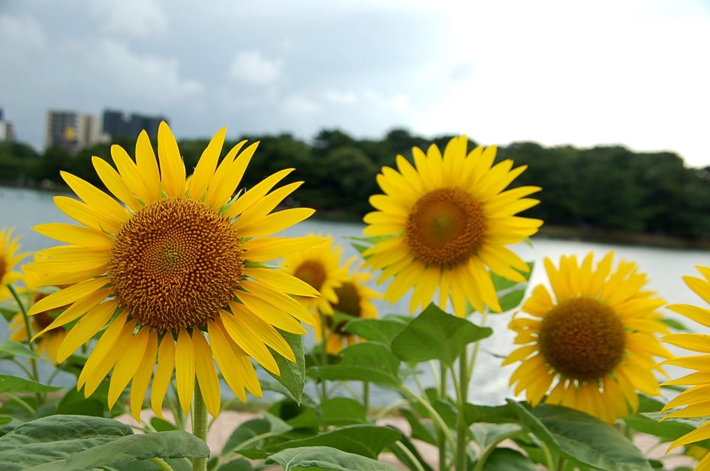 今年初めてのひまわり