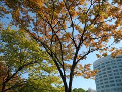 博多　紅葉始まる