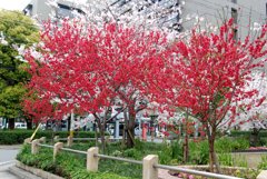 この木何の木　気になる木