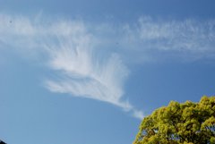 不死鳥が飛んでます