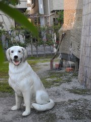 庭先の犬