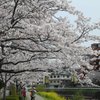 桜と菜の花