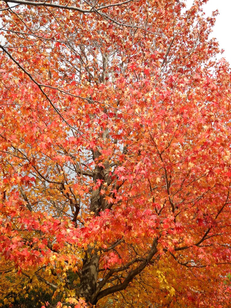 赤く燃えてます