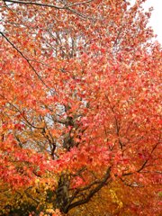 赤く燃えてます