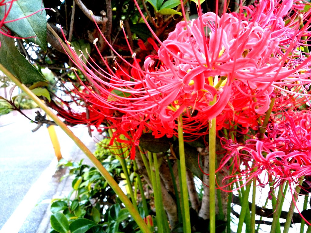 彼岸花