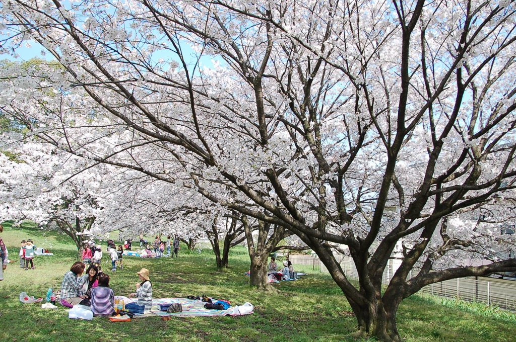 桜　桜　桜の下