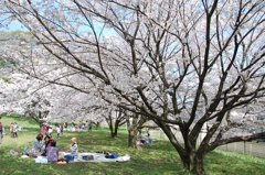 桜　桜　桜の下