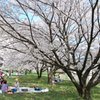 桜　桜　桜の下