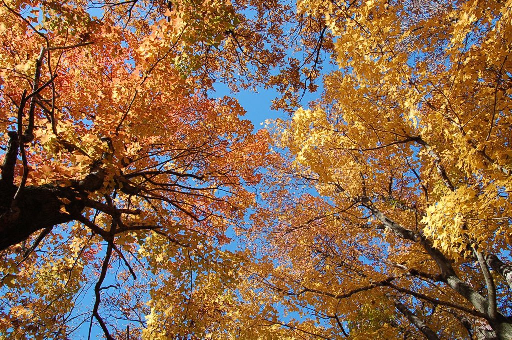 まだ紅葉終わらず