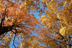 まだ紅葉終わらず