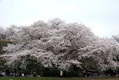 見事な桜