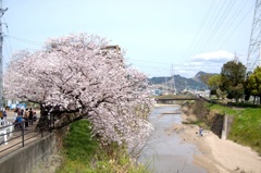 近くの桜