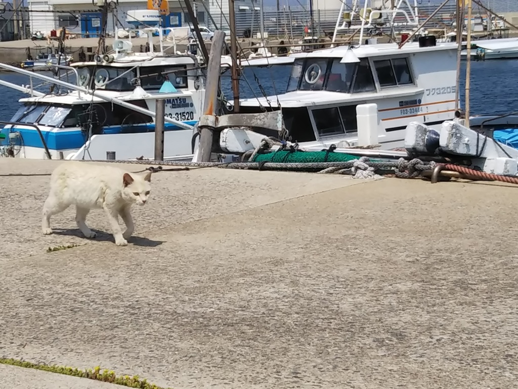 玄海島の猫