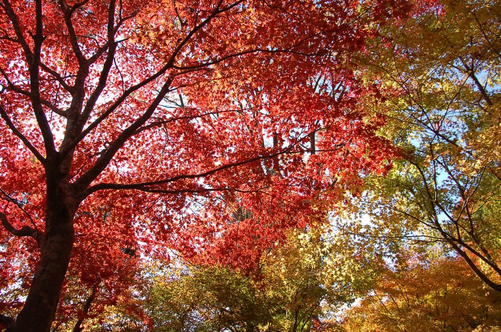 色とりどりの秋