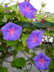 朝顔３