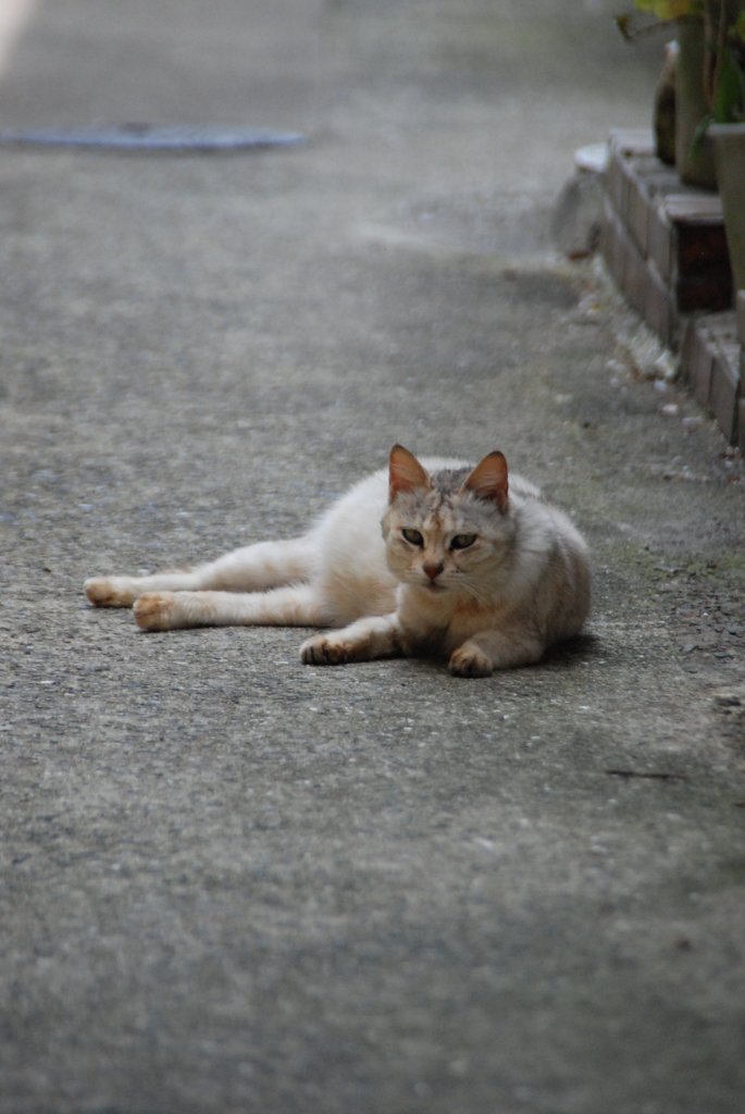 久しぶり猫ちゃん撮影