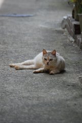 久しぶり猫ちゃん撮影