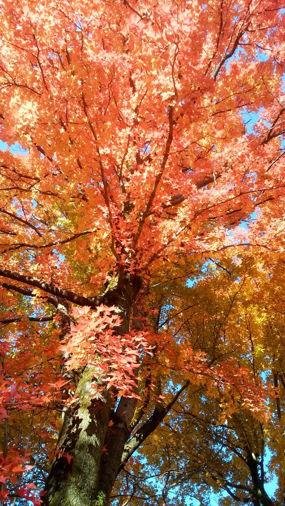燃える秋