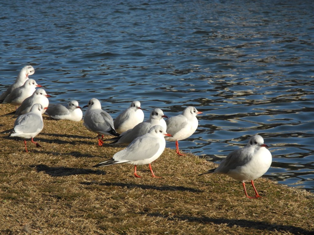 ユリカモメ