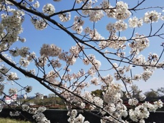 桜花