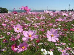 コスモス
