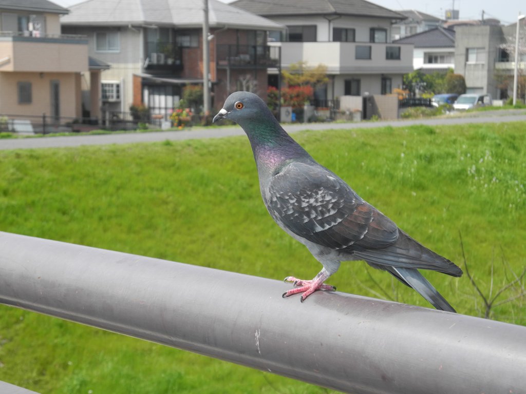 鳩ちゃん