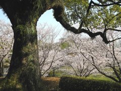 巨木と桜