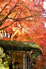 燃える秋