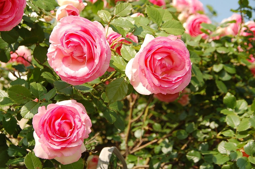 薔薇