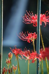 彼岸花