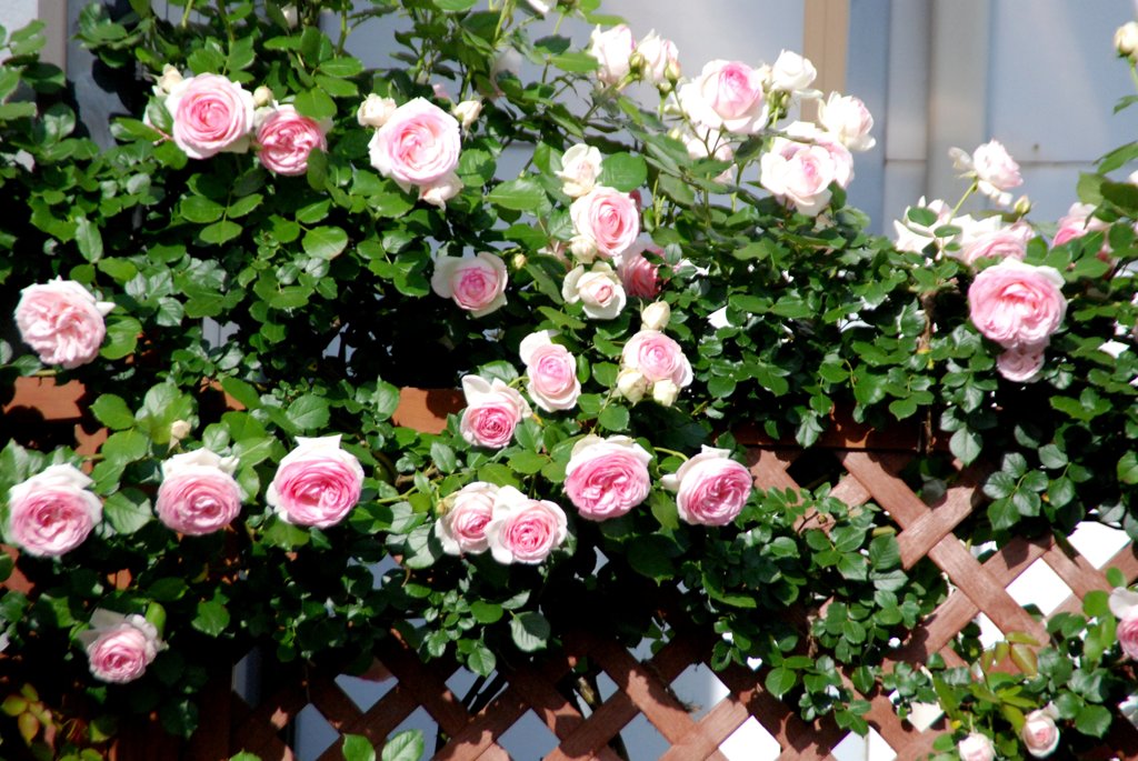 薔薇の花