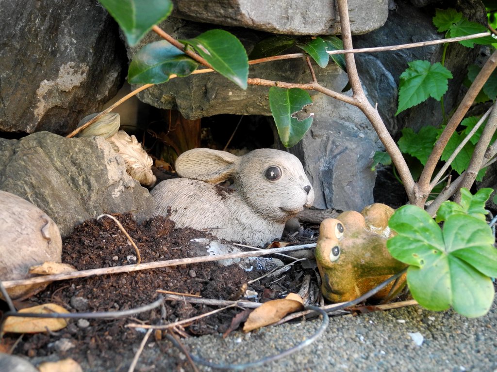 路地のウサギ
