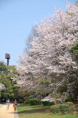 公園のさくら