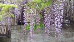 家の近くの藤の花