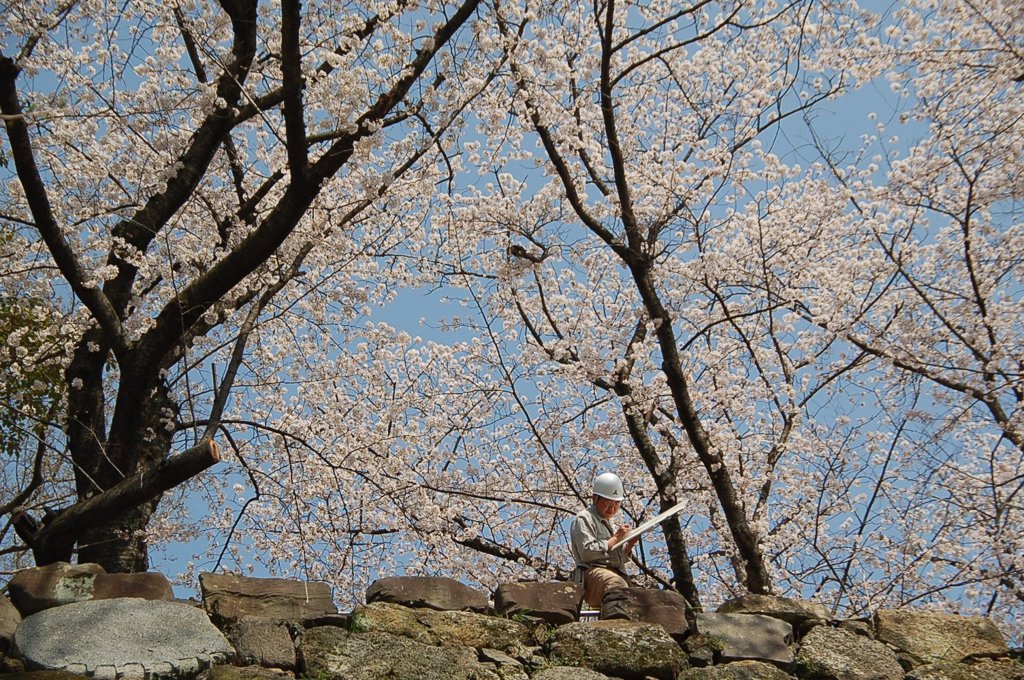 桜に囲まれ働く