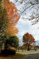 近くの公園も色づく