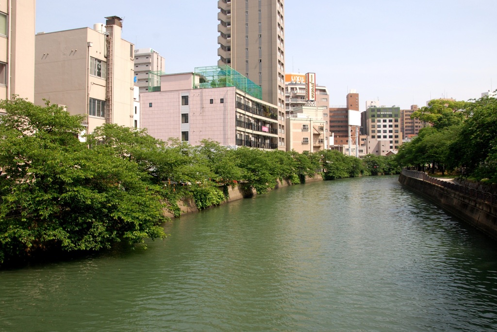 初夏の桜