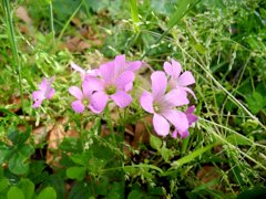 ムラサキカタバミ