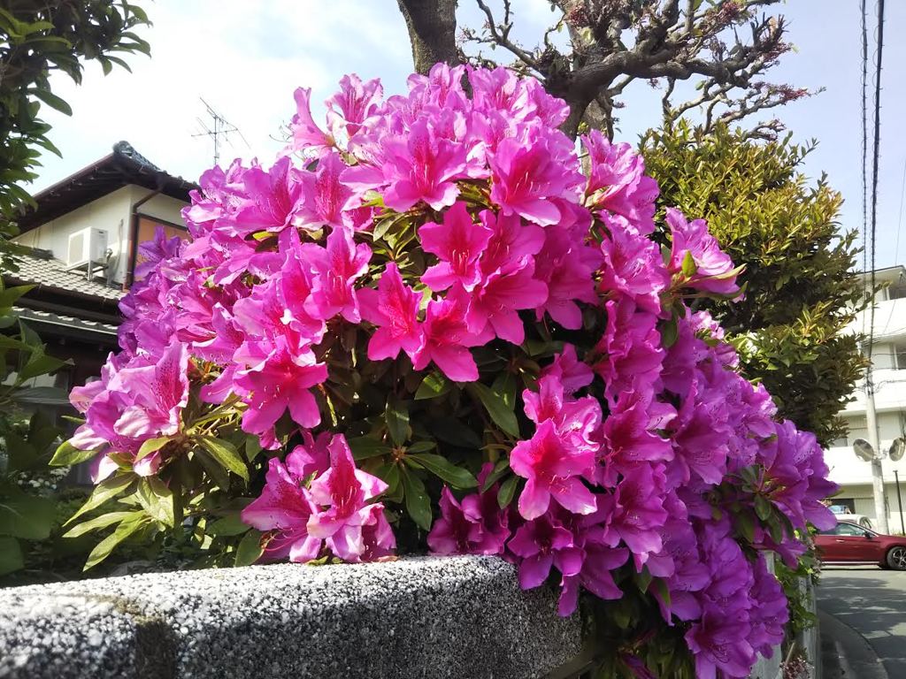 つつじ