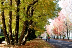 秋の並木