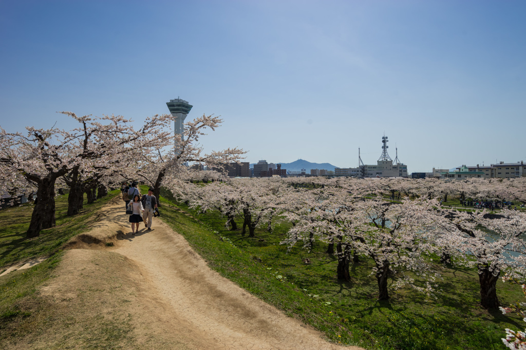 五稜郭の桜