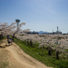 五稜郭の桜