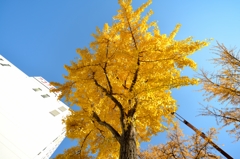 桜通の銀杏