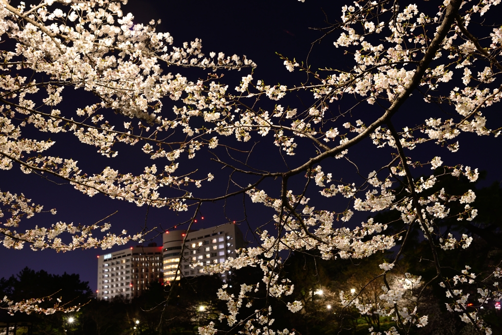 鶴舞公園夜桜