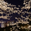 鶴舞公園夜桜