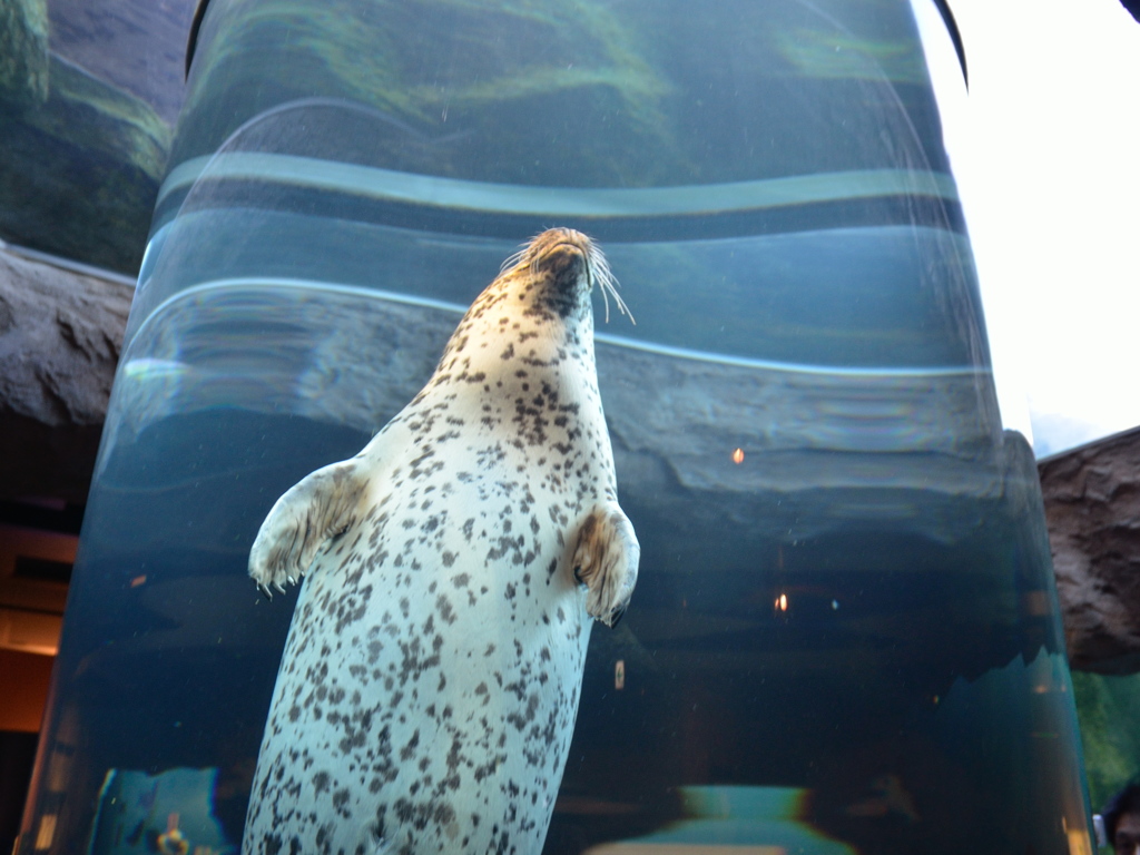 旭山動物園アザラシ館１