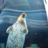 旭山動物園アザラシ館１