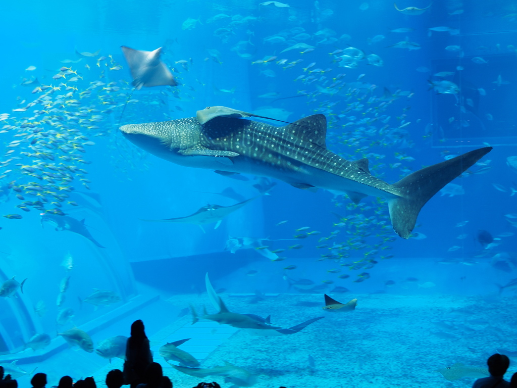 沖縄美ら海水族館ジンベイザメ